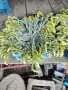 Продавам мурсалски чай, снимка 1