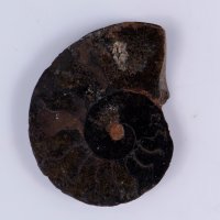 Черен амонит срязан 4.33g 34mm, снимка 1 - Други ценни предмети - 37987673