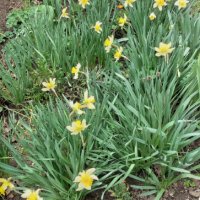 Нарциси- луковици, снимка 1 - Градински цветя и растения - 44321121