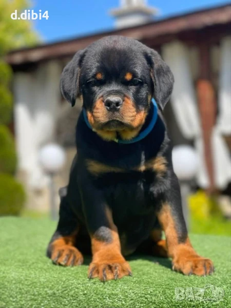 Ротвайлери , снимка 1
