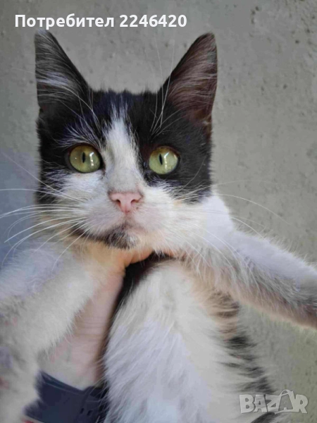 2-месечно момиченце търси дом , снимка 1