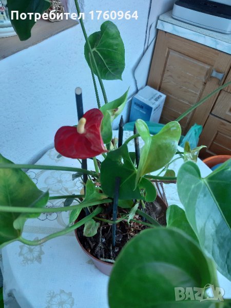 Антуриум , снимка 1