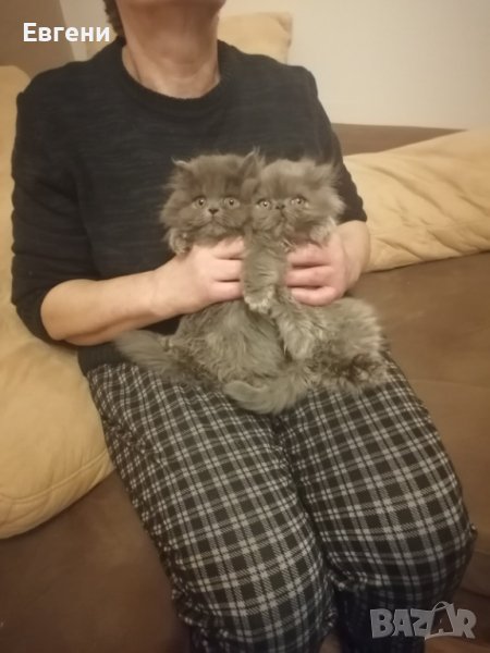 Персийски котета , снимка 1