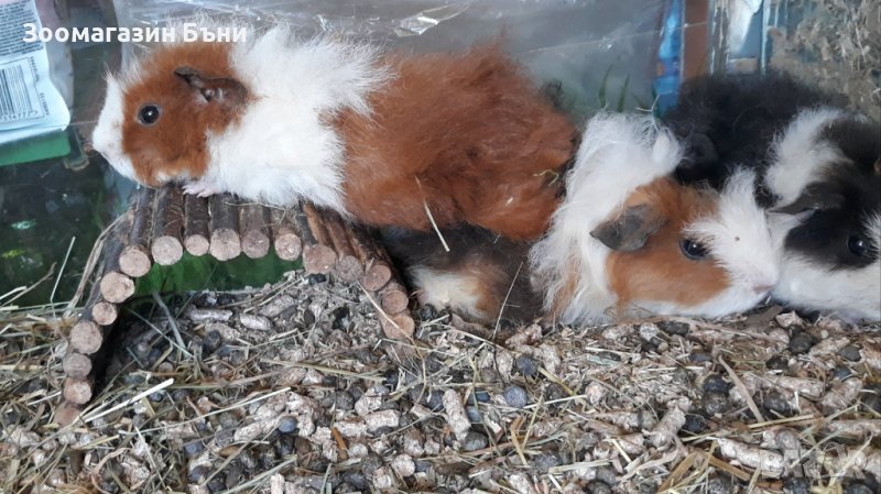 Морски свинчета, снимка 1