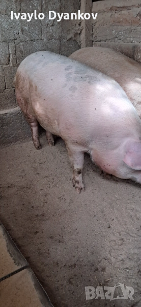 Шопар за коледа, снимка 1