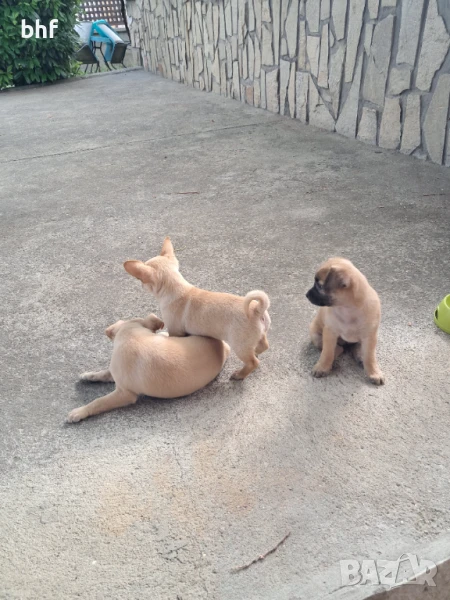 Чихопинчери, снимка 1