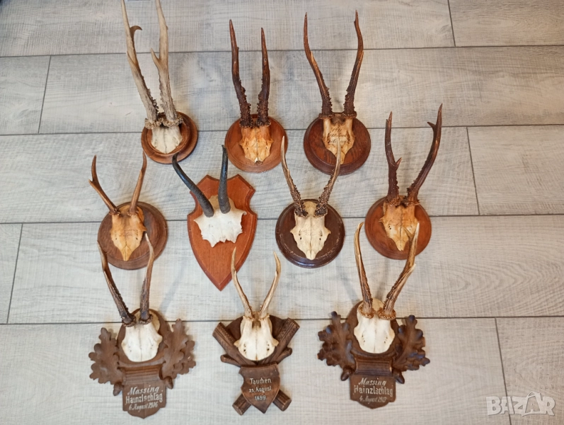 Трофей рога от сръндак и дива коза  , снимка 1