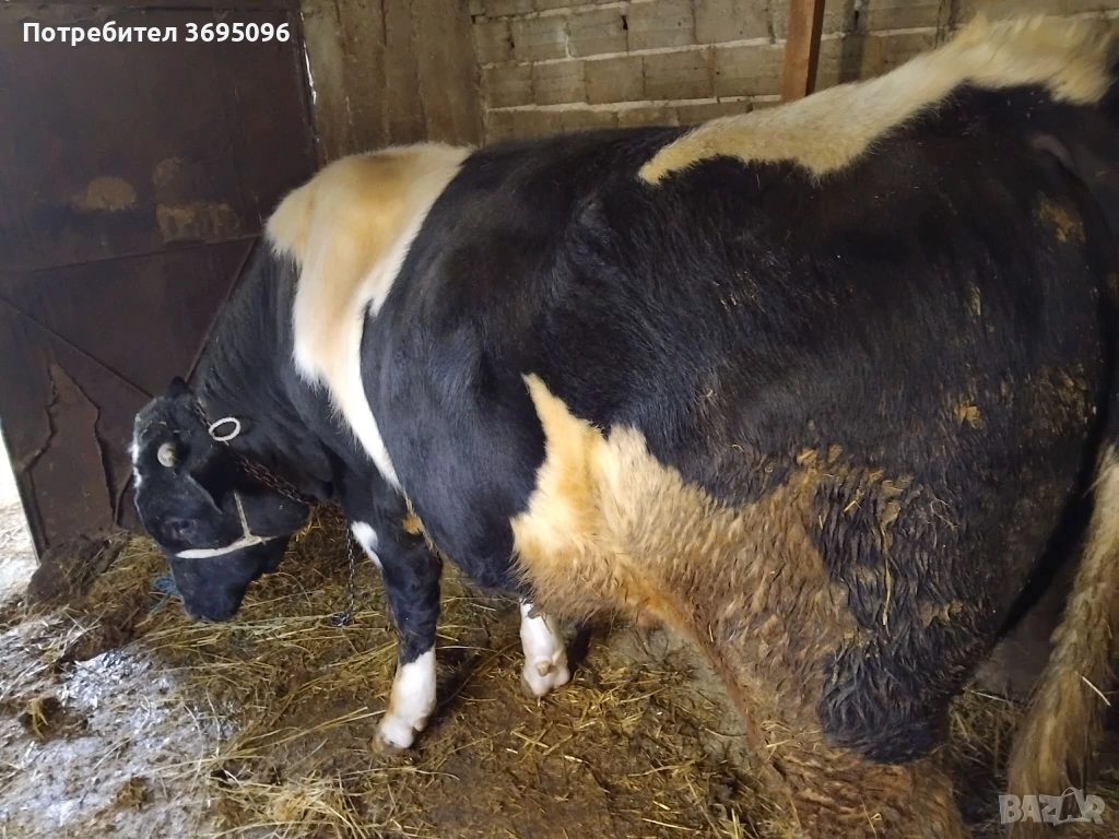 Продавам Бик за разплод , снимка 1