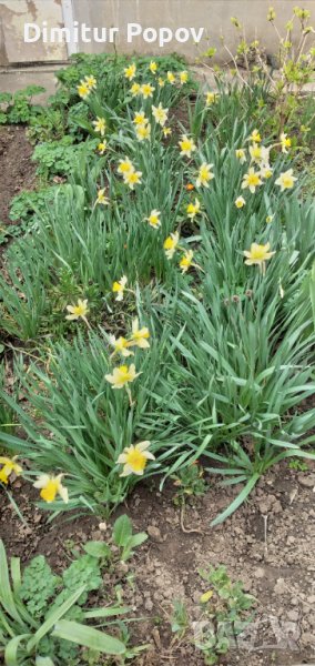 Нарциси- луковици, снимка 1