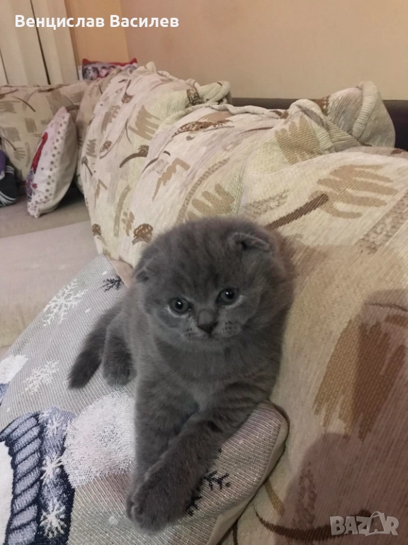 Шотландско клепоухо , снимка 1