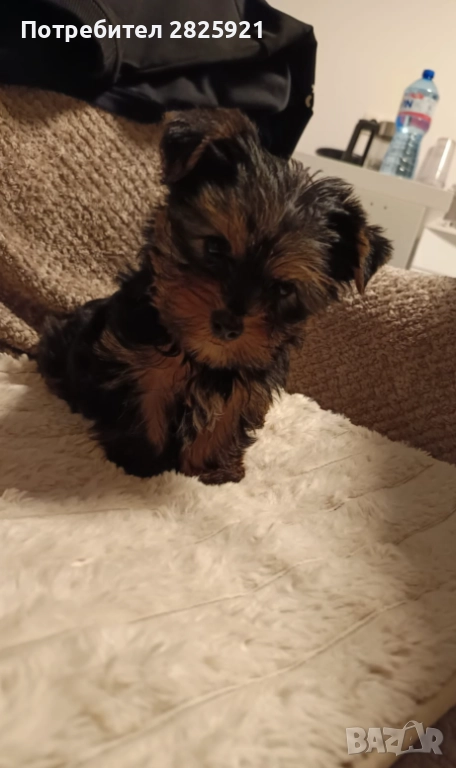 Йорки мини, снимка 1