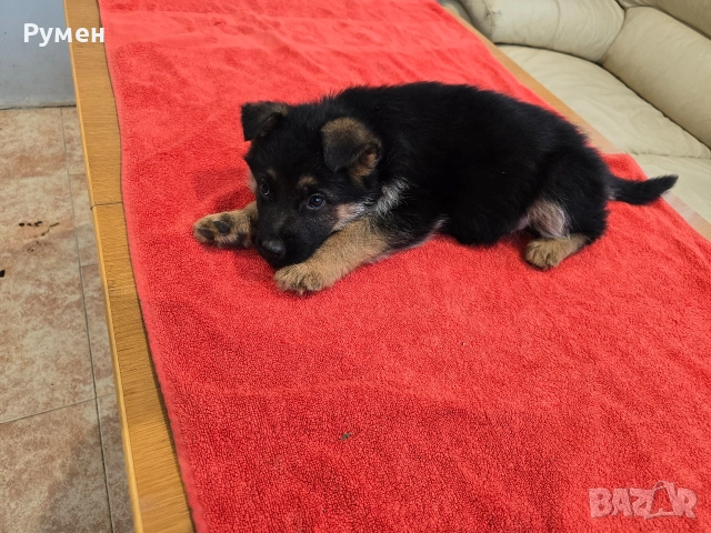 Уникална млада госпожица , снимка 10 - Немска овчарка - 52881278