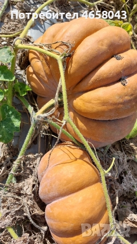 Тикви от производител, снимка 4 - Домашни продукти - 52505268