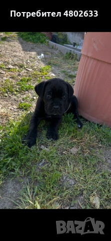 Продавам Кане Корсо кученца, снимка 2 - Кане корсо - 54253951