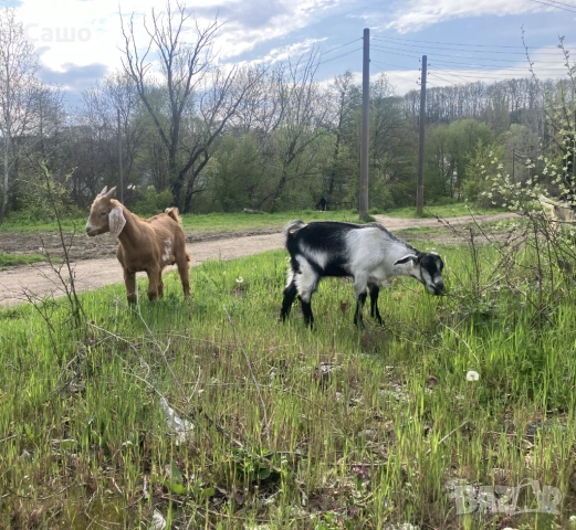 Ярета - Домшано отглеждани