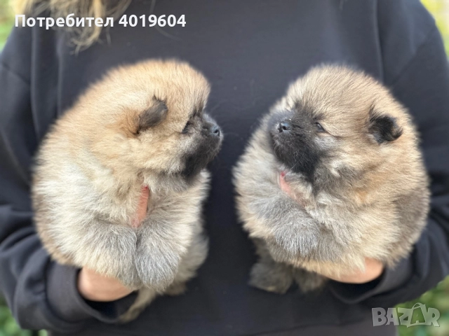 Померан померанчета, снимка 6 - Померан - 52504749