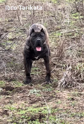 Търся мъжко куче presa canario