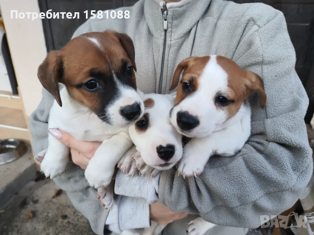 Джак Ръсел мини