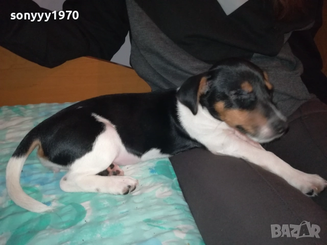 ДЖАК РЪСЕЛ-ЖЕНСКО БЕБЕ ДЖАК 0611250831, снимка 6 - Джак ръсел териер - 52314145