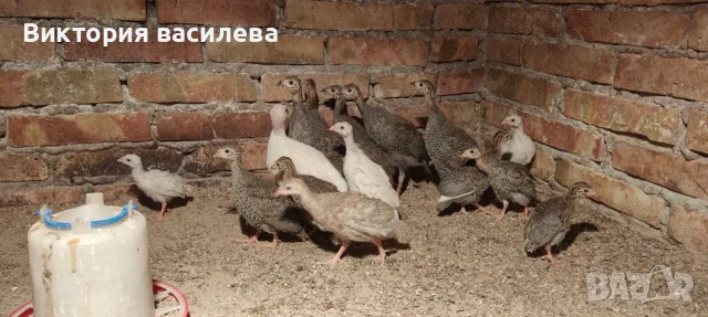 Свободни млади токачки