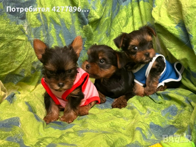 Мини йоркширчета , снимка 5 - Йоркширски териер - 54136879