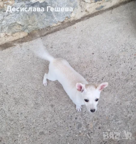 Бял мини пинчер, снимка 3 - Пинчер - 56416643