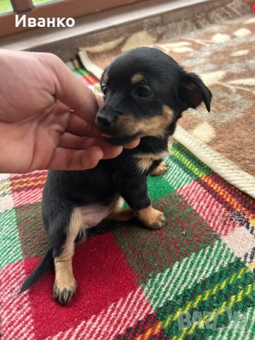 Кученца мини пинчер, снимка 8 - Пинчер - 52846872