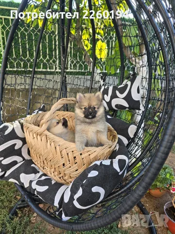 Померан Померанче
