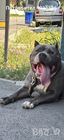 American Bully XL/Американско Були ХЛ, снимка 5 - Питбул - 56415334