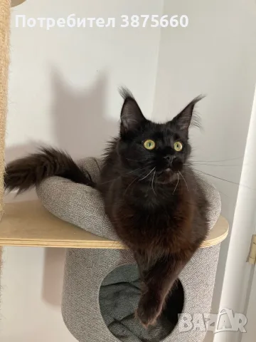 Мейн-куун котка