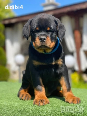 Ротвайлери 