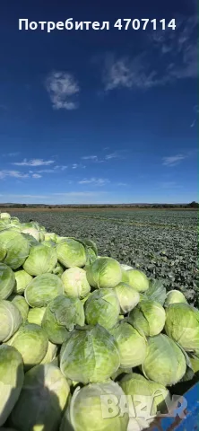 Зеле сорт Марлу, снимка 3 - Разсади - 56383248
