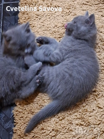 Британски котки