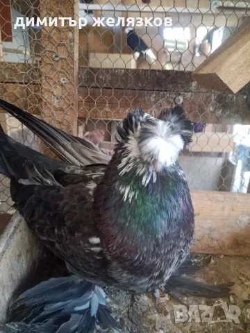 Гълъби демкежи, снимка 6 - Гълъби - 49071204