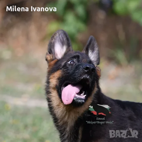 Мъжко кученце от развъдник , снимка 3 - Немска овчарка - 55882029