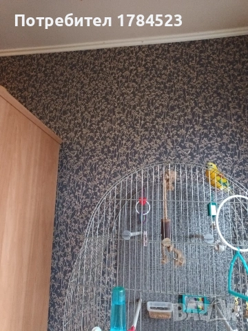 поен папагал млад. , снимка 6 - Папагали - 54165345