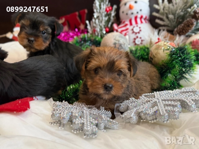 Мини йоркширски териер , снимка 3 - Йоркширски териер - 52876766