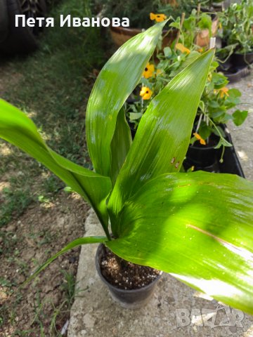 Aspidistra (семейно щастие) , снимка 3 - Стайни растения - 34240113