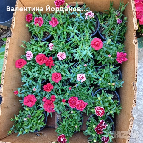 силно ароматен карамфил 