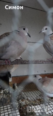 Гугутки скумрийки, снимка 2 - Гълъби - 52967544
