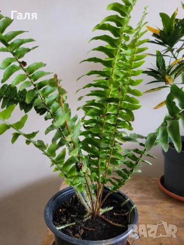Папрат , снимка 3 - Стайни растения - 52017353