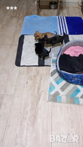 Продавам чихупинчерчета, снимка 3 - Чихуахуа - 52829011