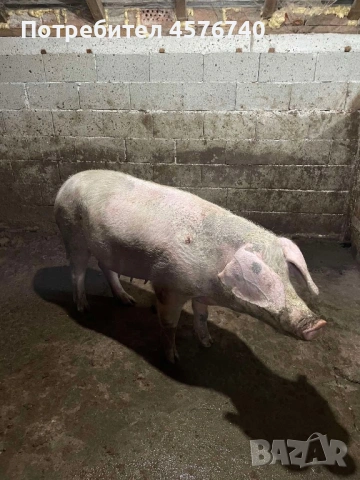 Прасе 100-120 кг, снимка 2 - Прасета - 53209878