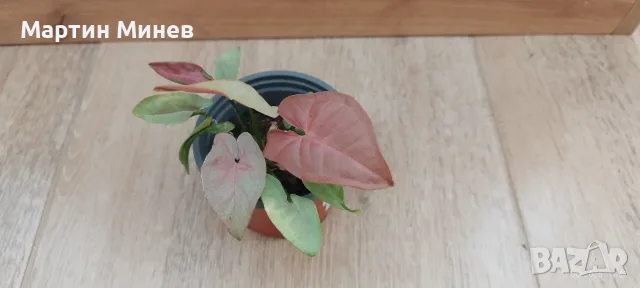 Филодендрон (Philodendron) / Сингониум (Syngonium), снимка 5 - Стайни растения - 47059632