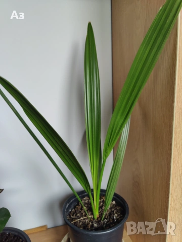 Продавам Финикови палми – 3 броя, 7 оформени листа, снимка 3 - Стайни растения - 52567231