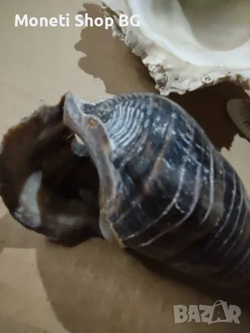 Океански дарове, снимка 4 - Други ценни предмети - 48922581