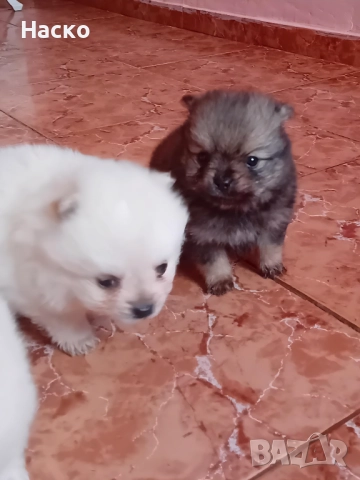 Померански шпиц, снимка 5 - Померан - 52949658