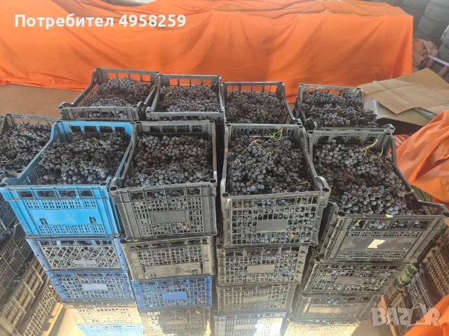 Грозде Мерло и Памид 25°, снимка 3 - Домашни продукти - 56205658