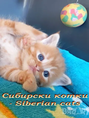 Сибирчета, сибирска котка, сибирски котенца, сибирско коте, хипоалергенни, рижи момчета, снимка 8 - Сибирски - 56150013