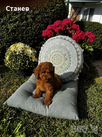 Мини пудел момче и момичета с генетични изследвания / Mini Poodles, снимка 3 - Пудели - 56439896